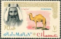 Sheik Rashid and Dromedary (Camelus dromedarius)