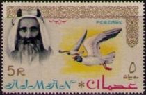 Sheik Rashid, White-eyed Gull (Ichthyaetus leucophthalmus)