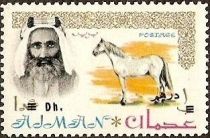 Sheik Rashid and Arabian Horse (Equus ferus caballus)