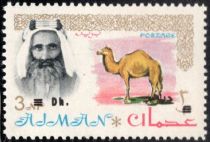 Sheik Rashid and Dromedary (Camelus dromedarius)