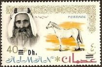 Sheik Rashid and Arabian Horse (Equus ferus caballus)