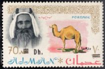 Sheik Rashid and Dromedary (Camelus dromedarius)