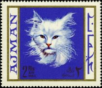 White Persian Cat (Felis silvestris catus)