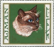 Siamese Cat (Felis silvestris catus)