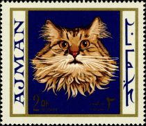 Yellow Persian (Felis silvestris catus)