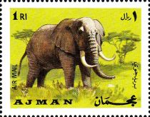 African Elephant (Loxodonta africana)