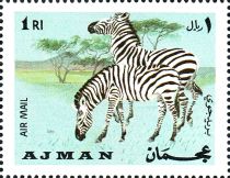 Plains Zebra (Equus quagga)