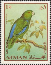 Dusky-billed Parrotlet (Psittacula sclateri)