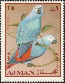 Grey Parrot (Psittacus erithacus)