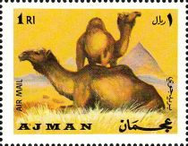 Dromedary (Camelus dromedarius)