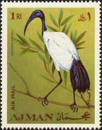 African Sacred Ibis (Threskiornis aethiopicus)