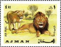 Lion (Panthera leo)