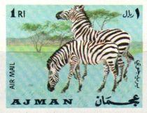 Plains Zebra (Equus quagga)