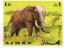 African Elephant (Loxodonta africana)