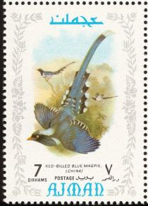 Red-billed Blue-Magpie (Urocissa erythroryncha)