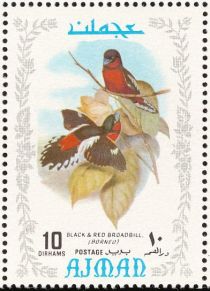 Black-and-red Broadbill (Cymbirhynchus macrorhynchos)