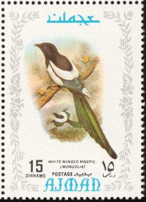 Eurasian Magpie (Pica pica)