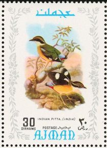 Indian Pitta (Pitta brachyura)