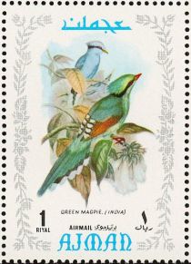 Common Green-Magpie (Cissa chinensis)