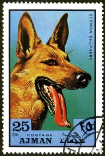 German Shepherd (Canis lupus familiaris)