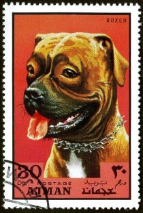 German Boxer (Canis lupus familiaris)