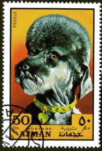 Poodle (Canis lupus familiaris)