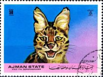 Serval (Leptailurus serval)