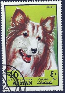 Collie