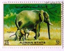 African Elephant (Loxodonta africana)