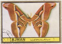 Ailanthus Silkmoth (Samia cynthia)