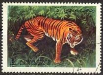 Tiger (Panthera tigris)