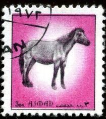 Prezwalski Horse (Equus prezwalski)