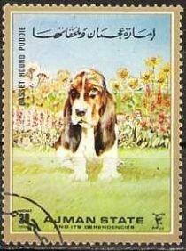 Basset Hound (Canis lupus familiaris)