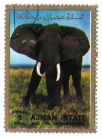 African Elephant (Loxodonta africana)