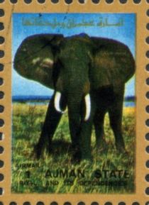 African Elephant (Loxodonta africana)