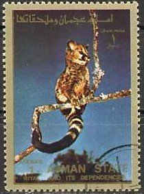 Giant forest genet (Genetta victoriae)