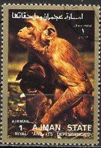 Rhesus macaque (Macaca mulatta)