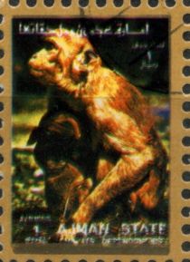 Rhesus Macaque (Macaca mulatta)