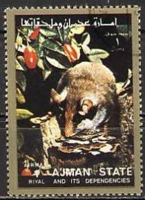 Garden dormouse (Eliomys quercinus)