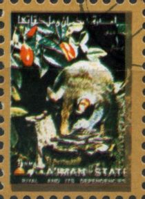 Edible Dormouse (Glis glis)