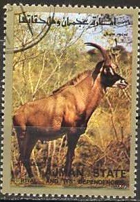 Roan Antelope (Hippotragus equinus)