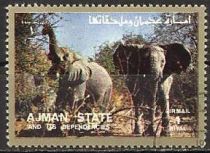 African Elephant (Loxodonta africana)