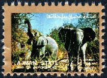 African Savanna Elephant (Loxodonta africana)