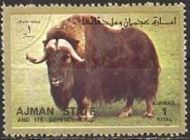 Muskox (Ovibos moschatus)