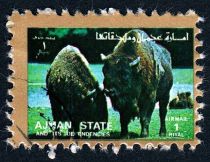 European Bison (Bos bonasus)