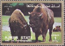 European Bison (Bos bonasus)