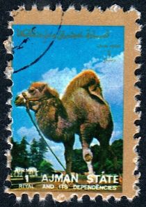 Bactrian Camel (Camelus bactrianus)