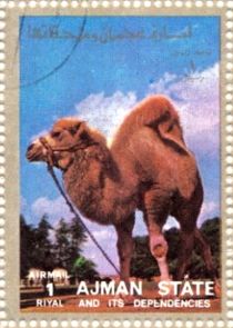 Arabian Camel (Camelus dromedarius)