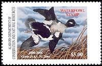 Bufflehead (Bucephala albeola)