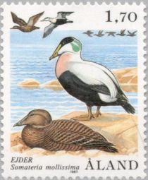 Eider (Somateria mollissima)